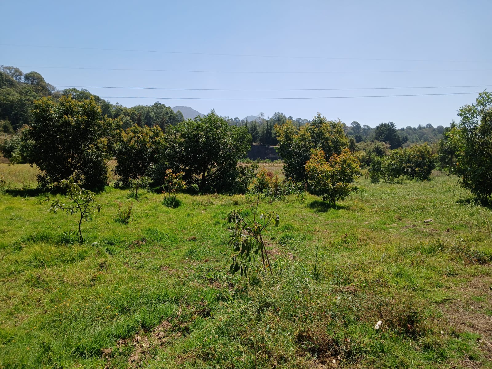 TERRENO EN VENTA EN VALLE DE BRAVO VWTV-YR153