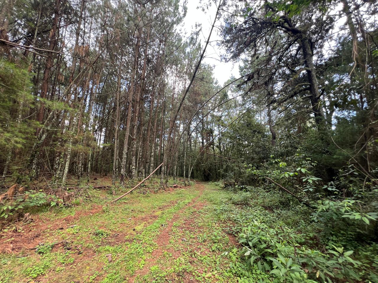 TERRENO EN VENTA EN EL PINAL