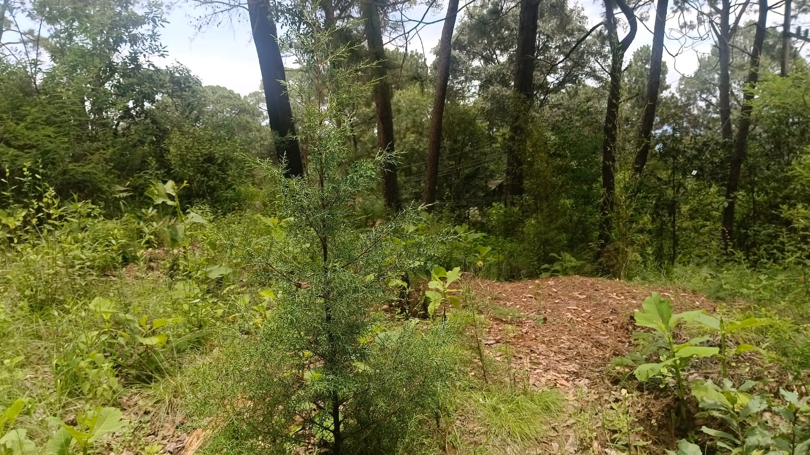 TERRENO EN VENTA EN AVANDARO